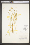 Carex vulpinoidea by WV University Herbarium