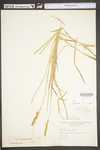 Carex vulpinoidea by WV University Herbarium