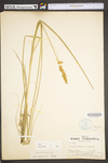 Carex vulpinoidea by WV University Herbarium