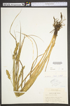 Carex vulpinoidea by WV University Herbarium