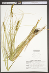 Carex vulpinoidea by WV University Herbarium