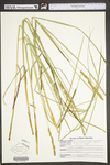 Carex vulpinoidea by WV University Herbarium