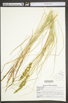 Carex vulpinoidea by WV University Herbarium