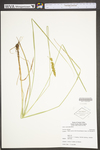 Carex vulpinoidea by WV University Herbarium