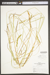 Carex vulpinoidea by WV University Herbarium