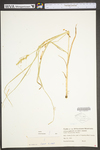 Carex vulpinoidea by WV University Herbarium