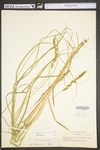 Carex vulpinoidea by WV University Herbarium