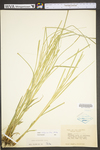 Carex vulpinoidea by WV University Herbarium