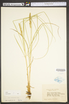 Carex vulpinoidea by WV University Herbarium