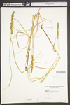 Carex vulpinoidea by WV University Herbarium