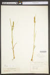 Carex vulpinoidea by WV University Herbarium