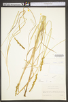 Carex vulpinoidea by WV University Herbarium