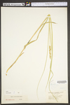 Carex vulpinoidea by WV University Herbarium