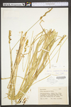 Carex vulpinoidea by WV University Herbarium