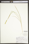 Carex vulpinoidea by WV University Herbarium