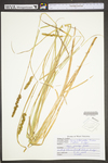 Carex vulpinoidea by WV University Herbarium