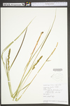 Carex vulpinoidea by WV University Herbarium