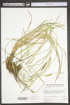 Carex vulpinoidea by WV University Herbarium