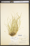 Carex willdenowii by WV University Herbarium