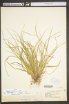 Carex willdenowii by WV University Herbarium