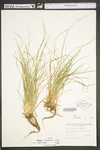 Carex willdenowii by WV University Herbarium