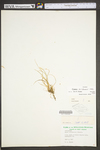 Carex willdenowii by WV University Herbarium