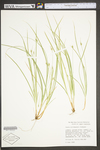 Carex willdenowii by WV University Herbarium