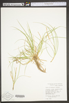 Carex willdenowii by WV University Herbarium