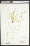 Carex willdenowii by WV University Herbarium