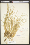 Carex willdenowii by WV University Herbarium