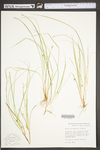 Carex willdenowii by WV University Herbarium