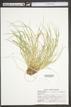 Carex willdenowii by WV University Herbarium