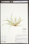 Carex willdenowii by WV University Herbarium