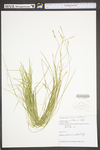 Carex willdenowii by WV University Herbarium