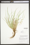 Carex willdenowii by WV University Herbarium