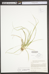 Carex willdenowii by WV University Herbarium