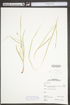 Carex umbellata by WV University Herbarium