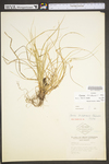 Carex willdenowii by WV University Herbarium