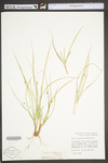 Carex willdenowii by WV University Herbarium