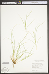 Carex willdenowii by WV University Herbarium