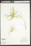 Carex willdenowii by WV University Herbarium