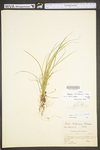 Carex willdenowii by WV University Herbarium