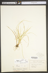 Carex willdenowii by WV University Herbarium