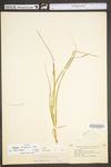 Carex willdenowii by WV University Herbarium