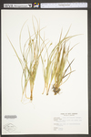 Carex willdenowii by WV University Herbarium