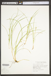 Carex willdenowii by WV University Herbarium