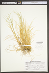 Carex willdenowii by WV University Herbarium