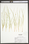 Carex willdenowii by WV University Herbarium