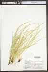 Carex willdenowii by WV University Herbarium