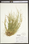 Carex willdenowii by WV University Herbarium